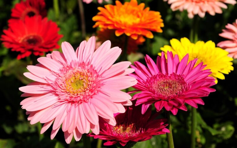 A patch of some blooming Gerbera daisies.