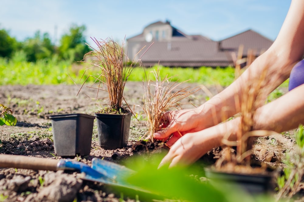 A woman in her garden planting types of perennial grasses. 