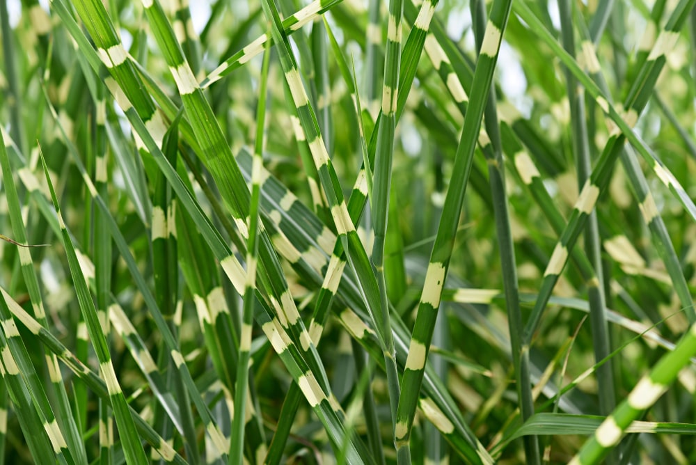 A patch of zebragrass, with its iconic yellow striping on each blade of grass.