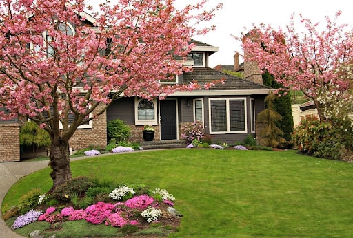 A flowering tree in a garden.