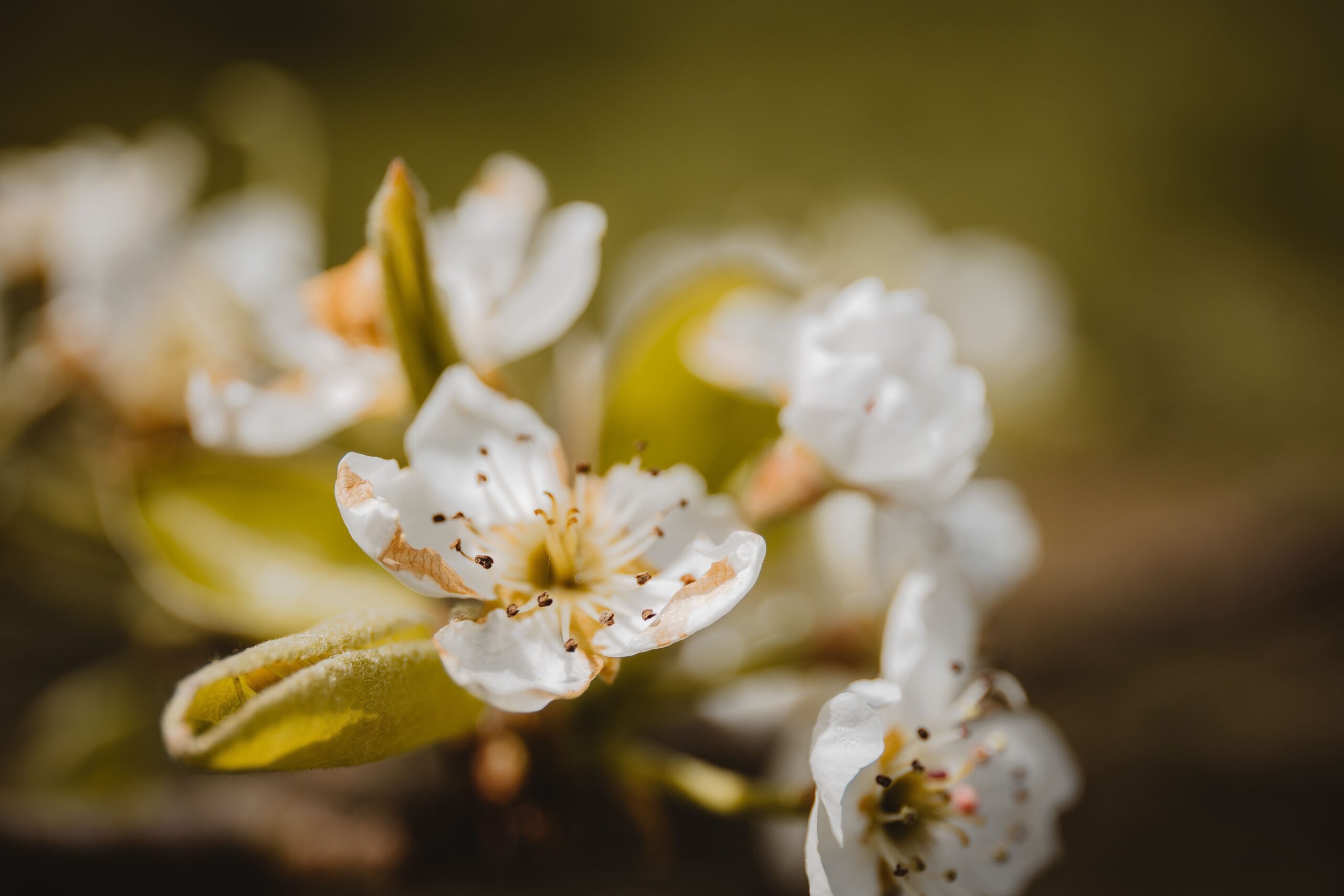 Flowering Pear Tree in Pennsylvania