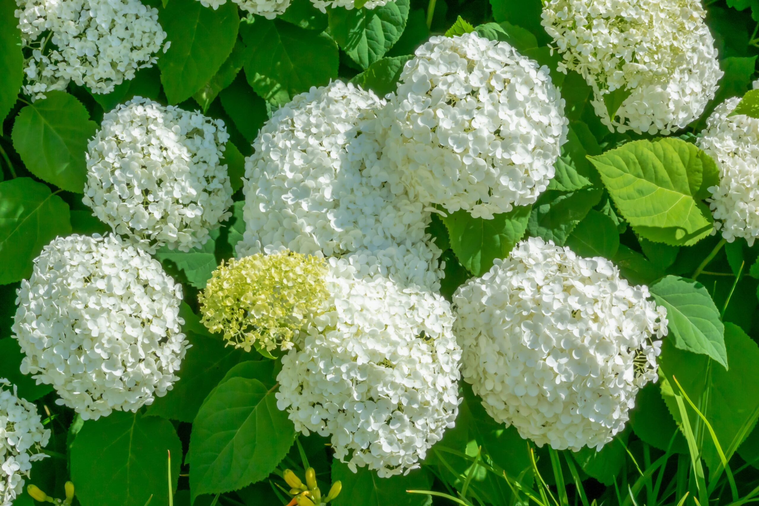 White Hydrangea bush blooming in Pennsylvania