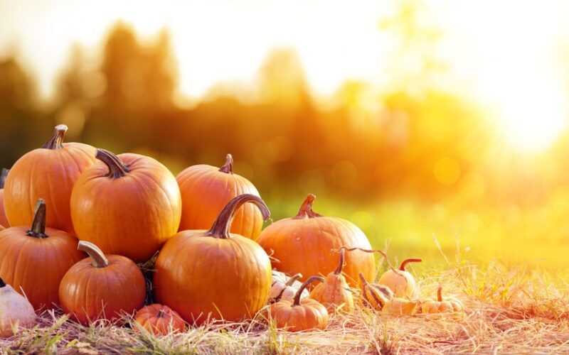 A group of pumpkins outside during a sunset