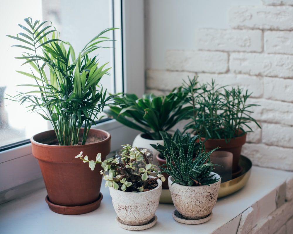 Several houseplants and succulents on an indoor windowsill