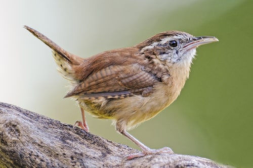 A closeup on a Carolina Wren standing on a branch.