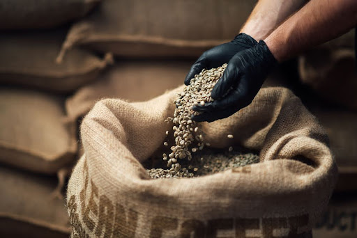 Gloved hands dump a handful of coffee beans into a burlap sack filled with them.