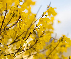 forsythia