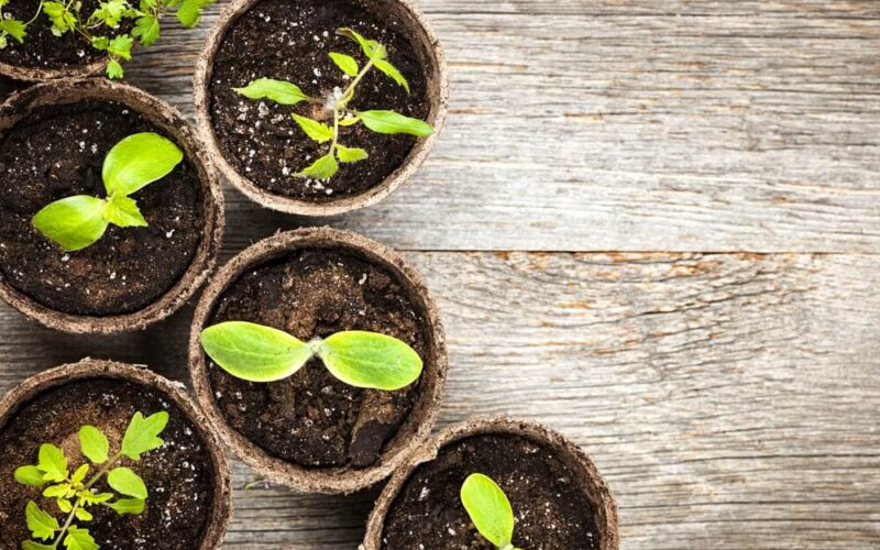 Six pots will sprouts growing from the dirt sit on a wooden table.