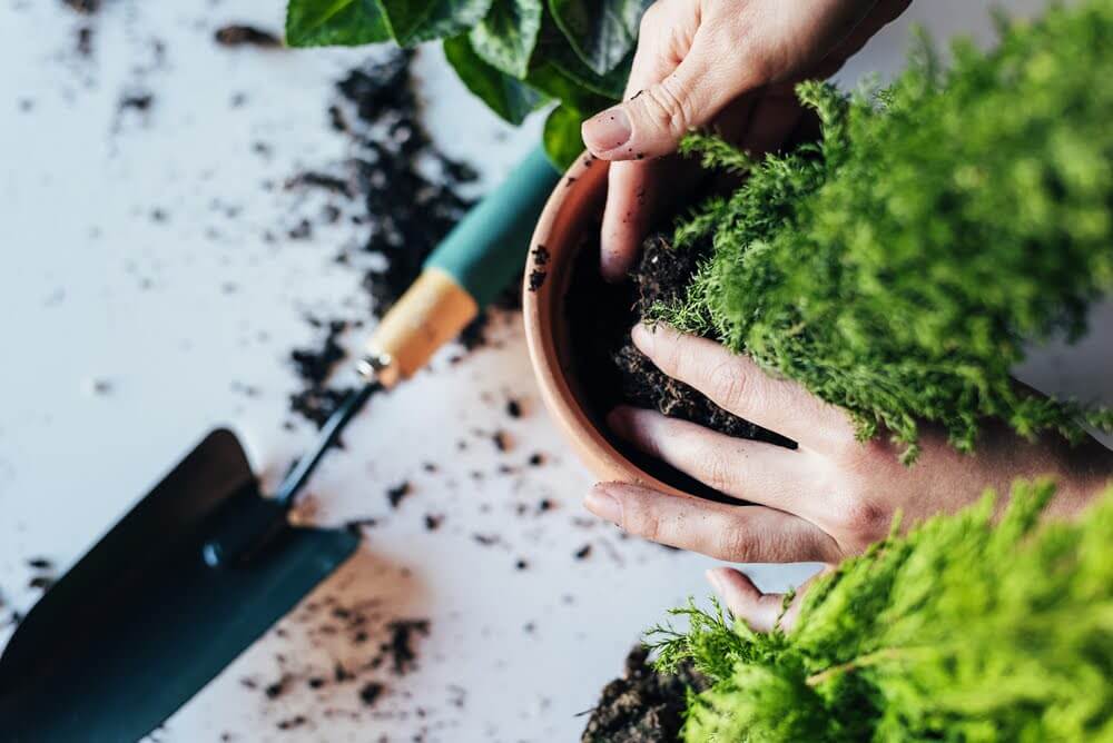 Someone carefully plants a small tree into a pot with a shovel sitting on the ground next to it.