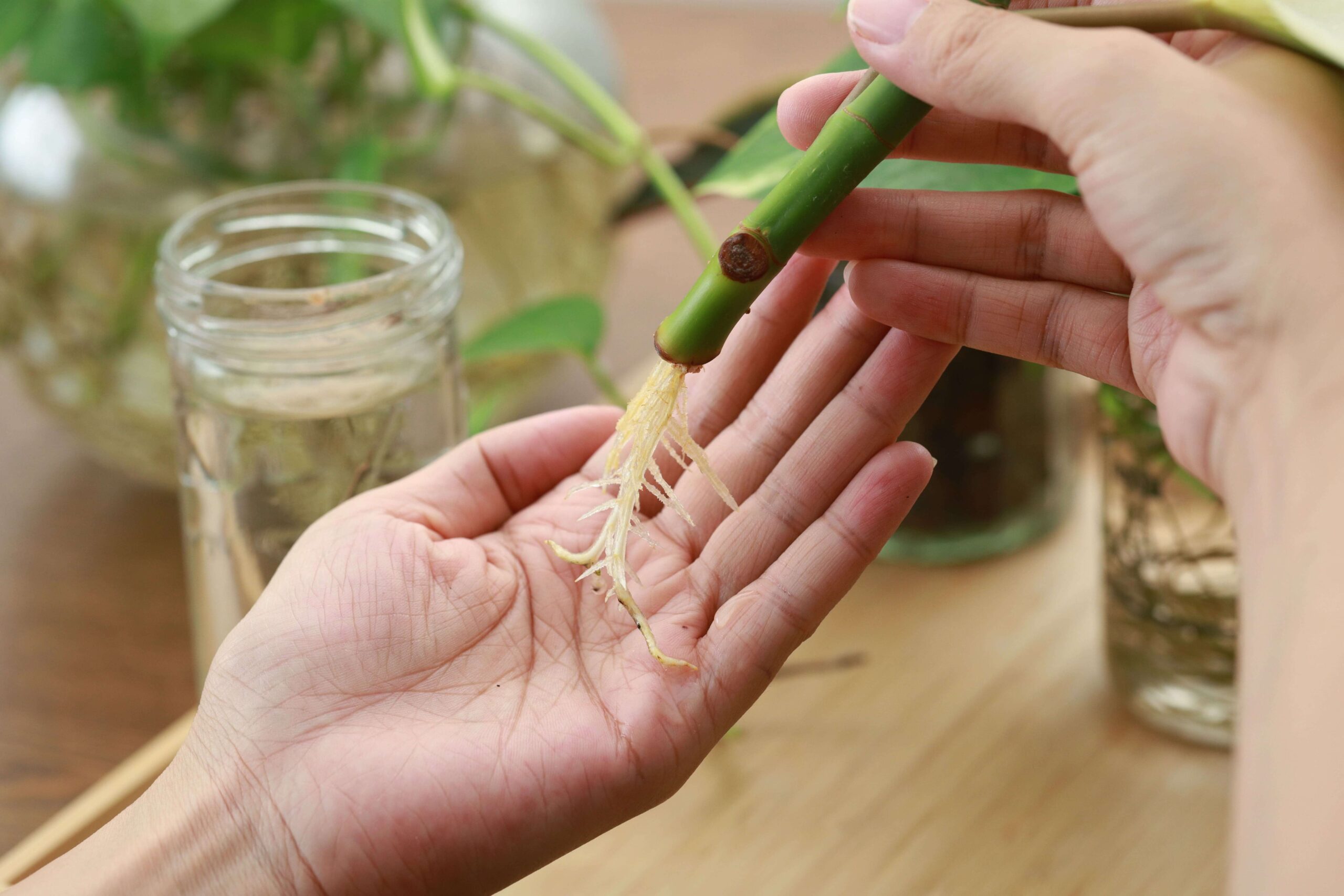 hand holds a plant stem with roots shooting out the bottom