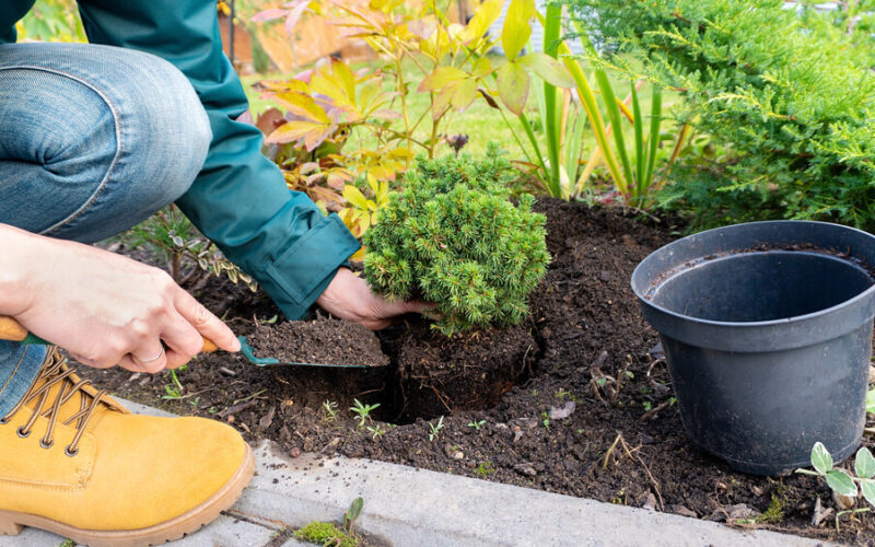 a person kneels in the dirt to begin fall planting