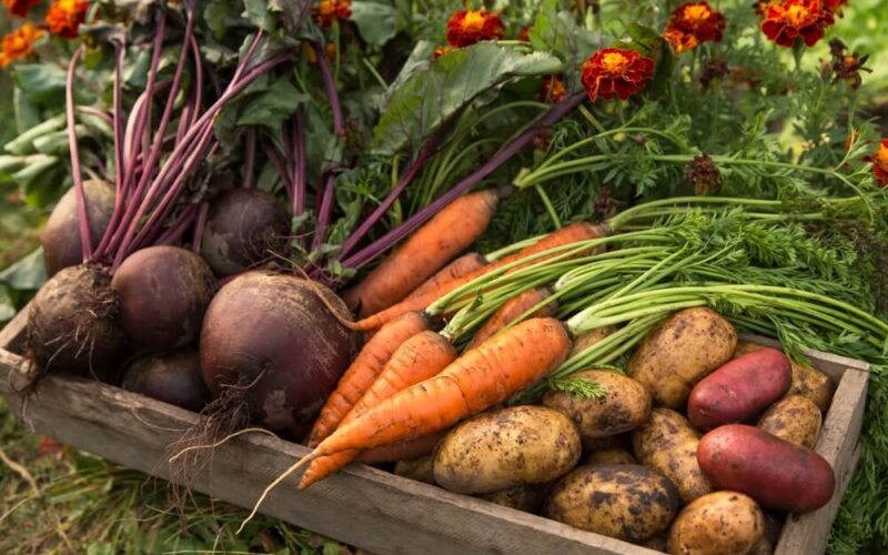 Fall vegetables like carrots and beets lay in a wooden crate